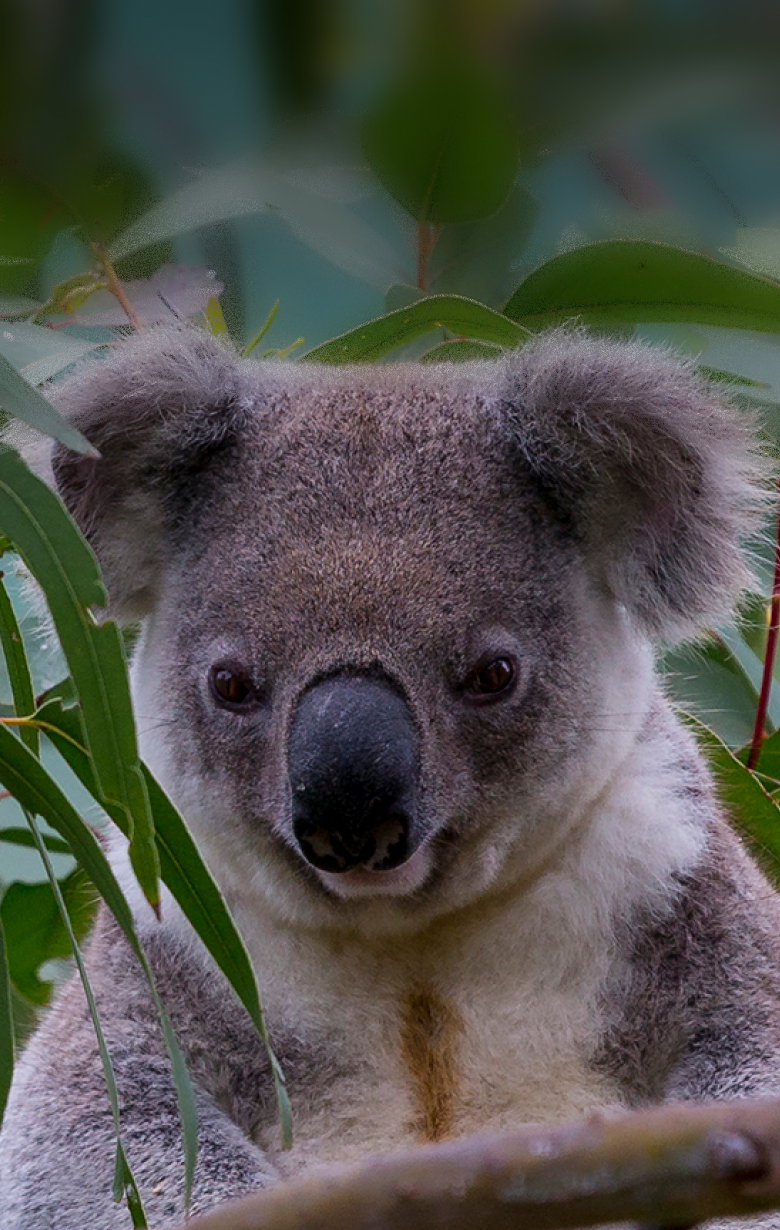 Save the Koalas