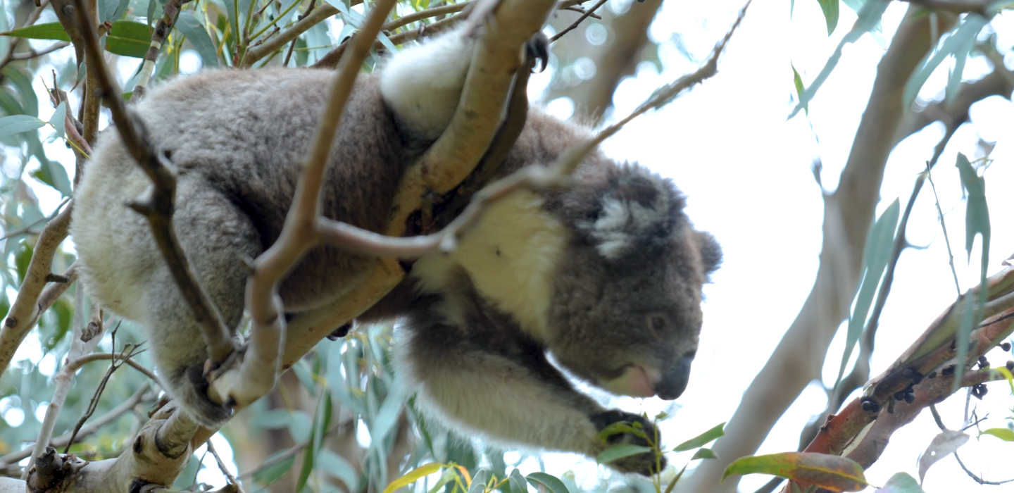 Track A Real Koala