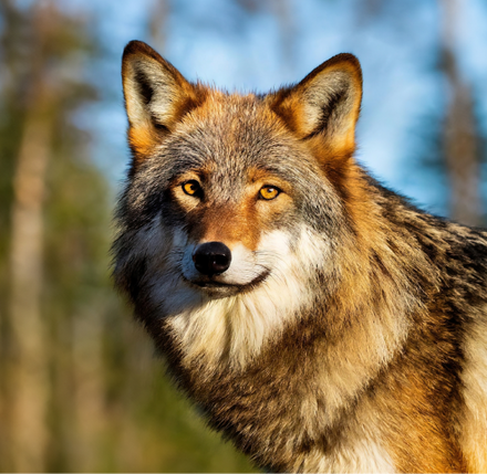 Background image of Wolves