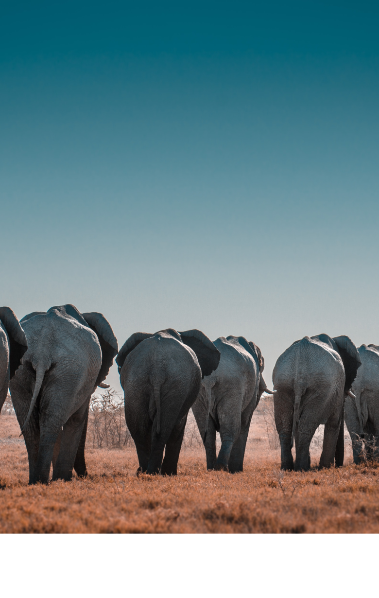 Elephant Jewelry | Save The Elephants with Fahlo