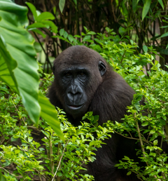 Background image of Gorillas