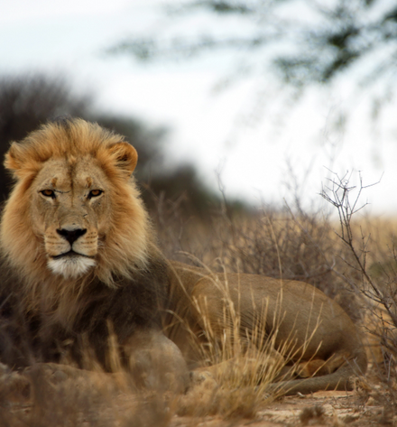 Background image of Lions