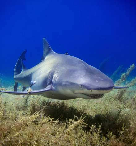 Background image of Sharks