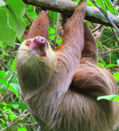 Background image of Sloths