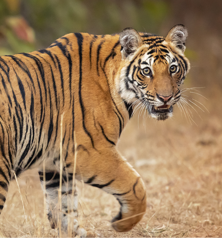 Background image of Tigers
