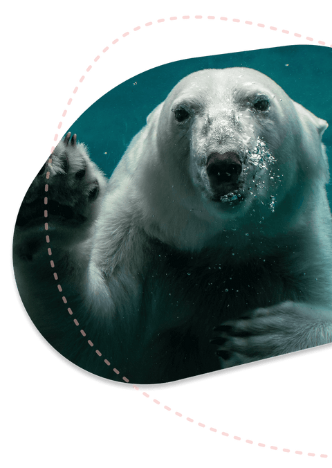 Track a Polar Bear