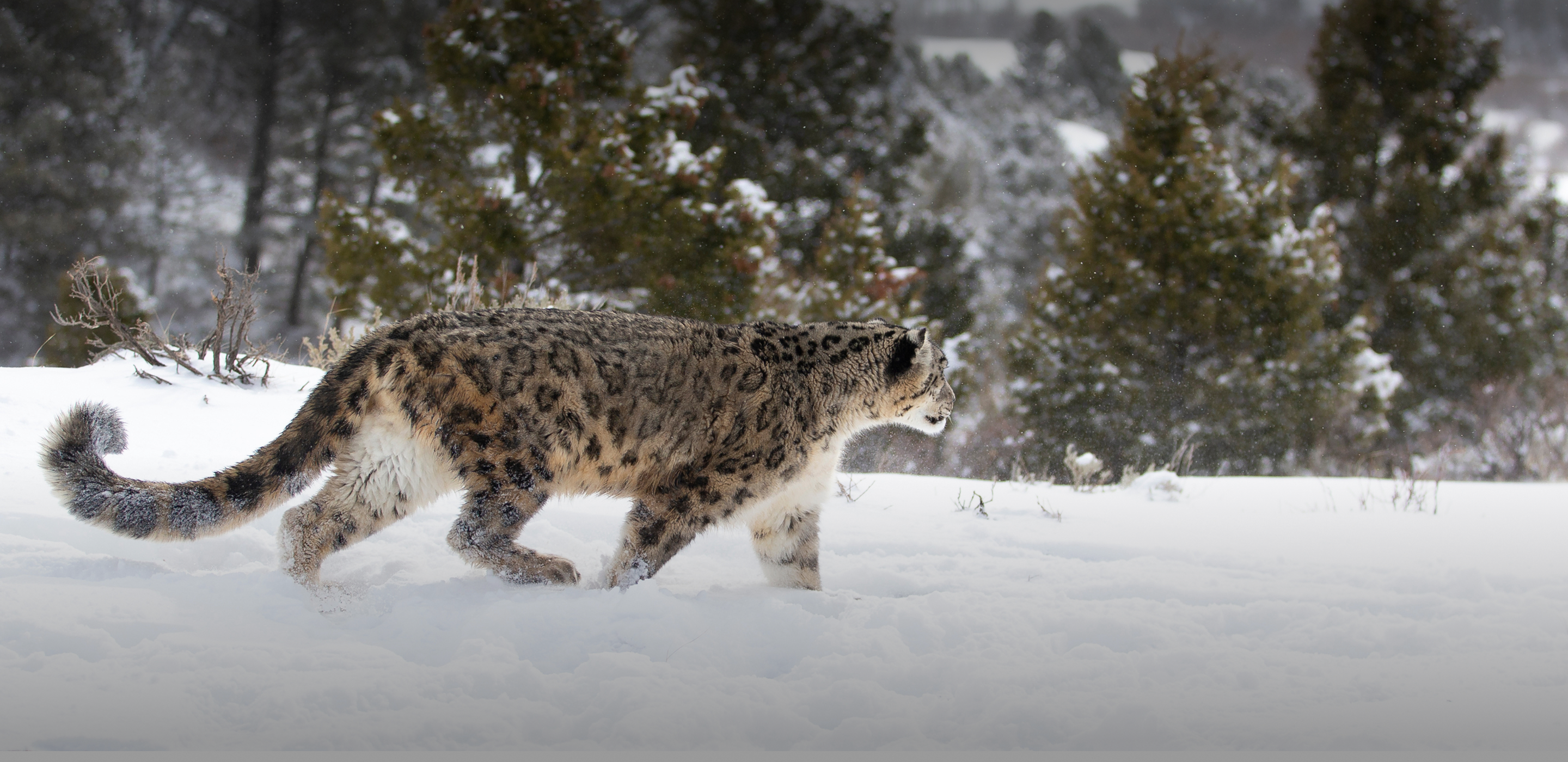 Track A Real Snow Leopard
