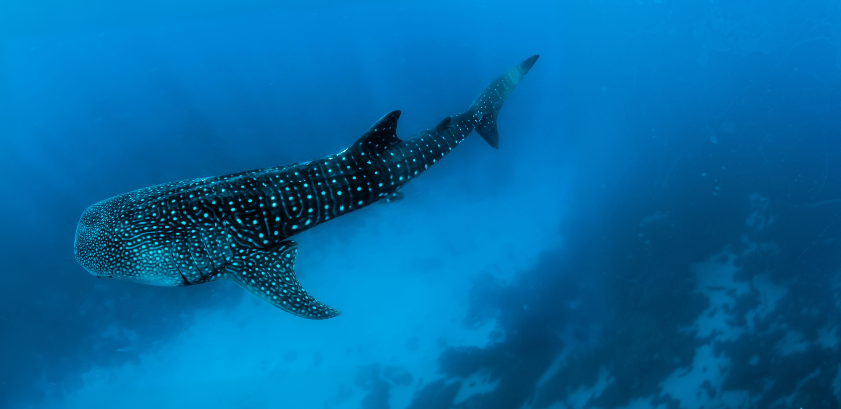 Track A Real Whale Shark