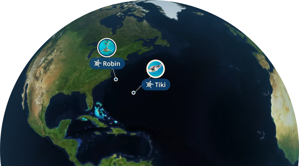 Turtle Tracking Map Sea Turtle Tracking Bracelet | The Journey Bracelet | Fahlo