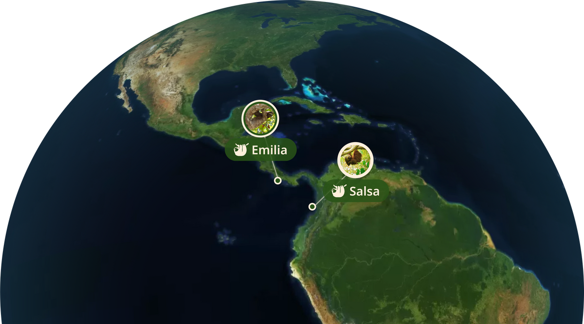 Sloth Gps Tracking Sloth Tracking Bracelet | The Wander Bracelet | Fahlo
