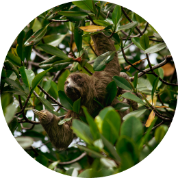 detail caption image one