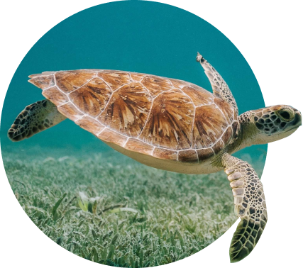 Sea Turtle Tracking Bracelet, The Journey Bracelet