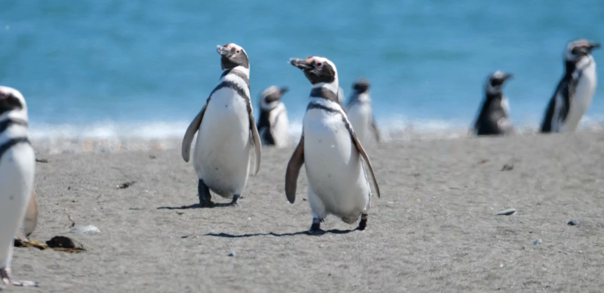 Track A Real Penguin