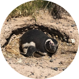 detail caption image three