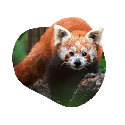 Red Pandas