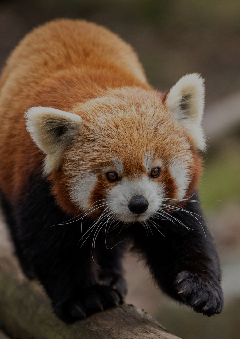 Save the Red Pandas