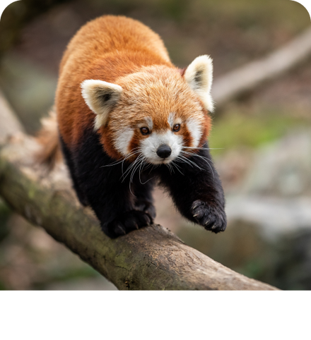 Background image of Red Pandas
