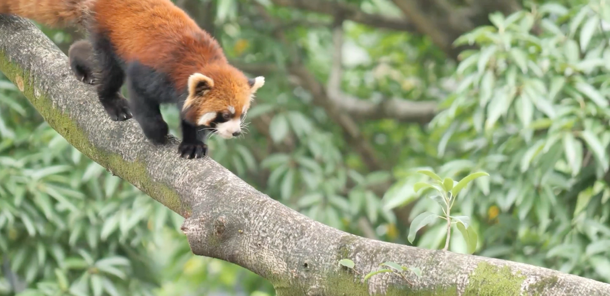 Track A Real Red Panda