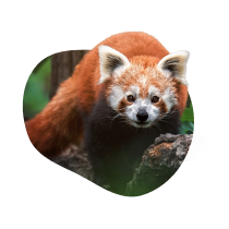 Red Pandas