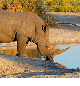 Background image of Rhinos