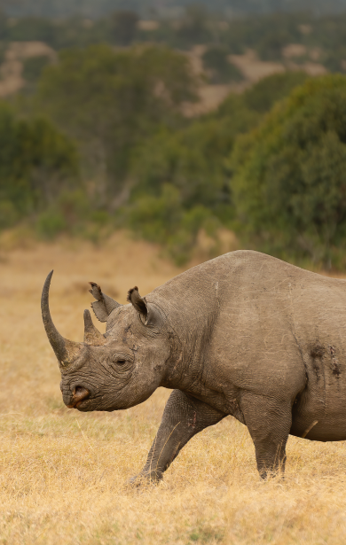 Save the Rhinos