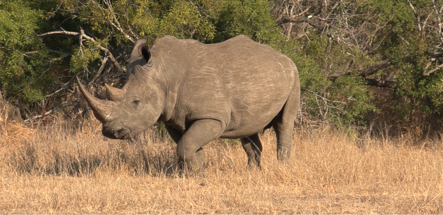 Track A Real Rhino