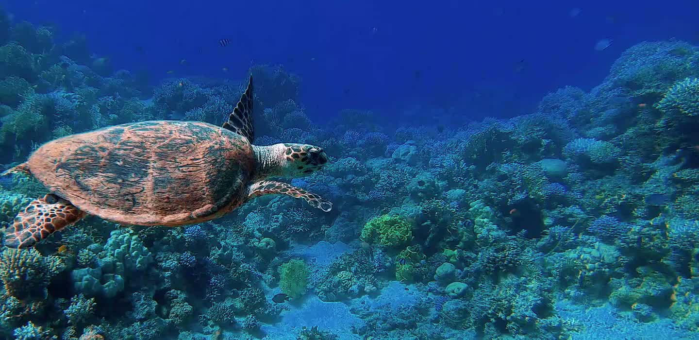 Track A Real Sea Turtle
