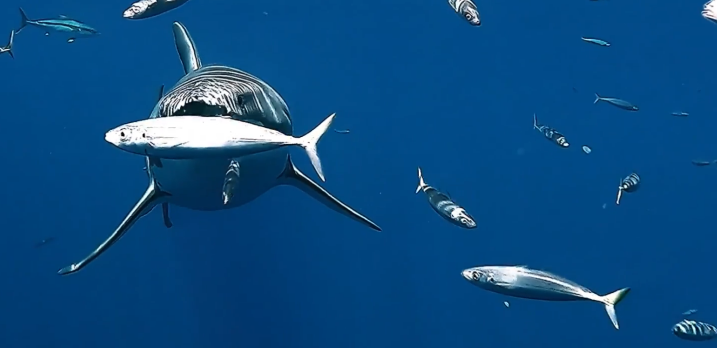 Track A Real Shark