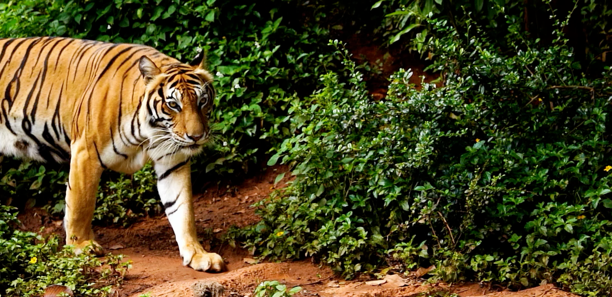 Track A Real Tiger