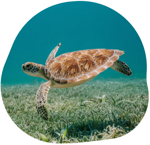 Track a Sea Turtle