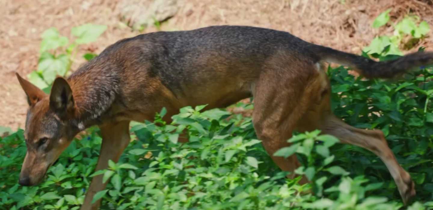 Track A Real Wolf